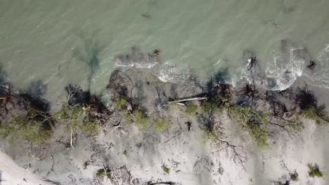 Deslizamiento-Aéreo-Mira-Hacia-Abajo-El-árbol-De-Manglar-Cerca-De-Arena-Blanca