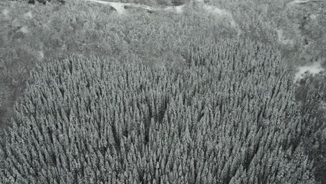 Gorbea-park-snowy-trees-aerial