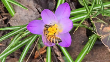 polinización de la abeja melífera en el crocus violeta con estambres de color azafrán