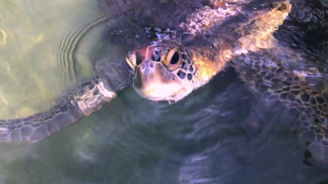 Close-up of a sea turtle swimming slowly near the surface, its patterned head and shell visible in clear water