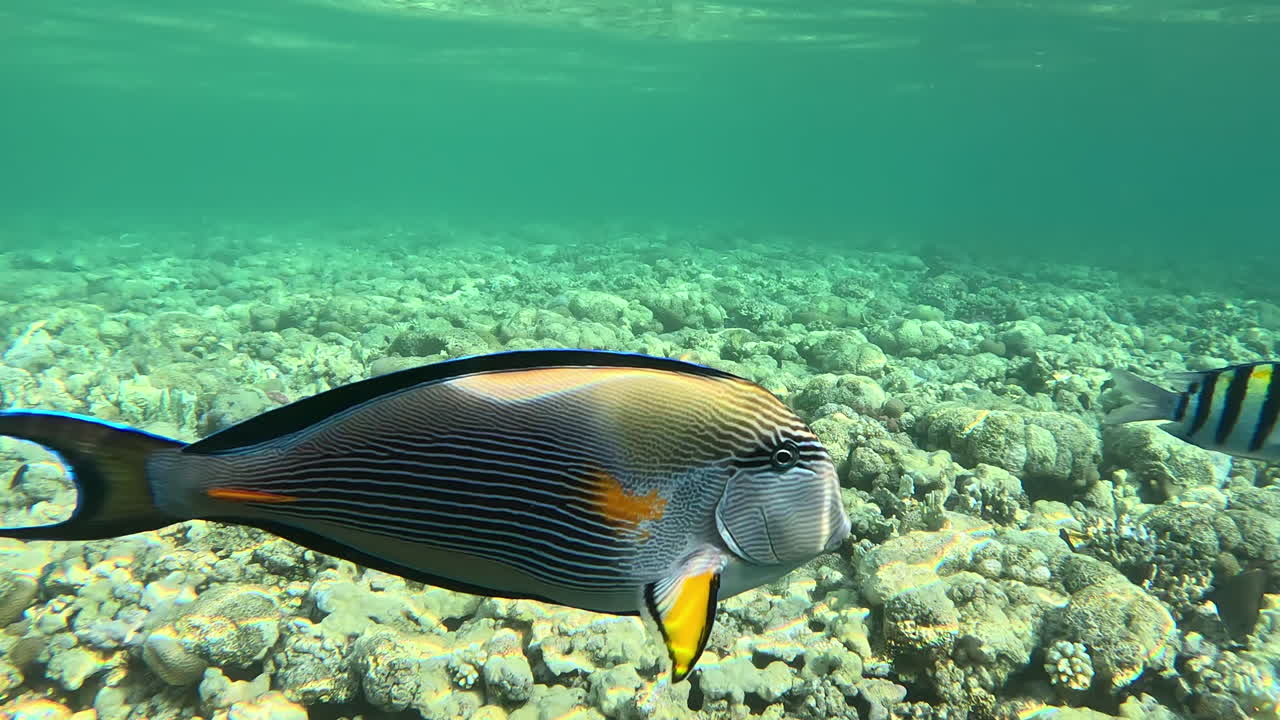 Sohal Surgeonfish (Acanthurus sohal) navigating through the vibrant Red Sea coral reefs, filmed in Hurghada, Egypt using a GoPro 11.