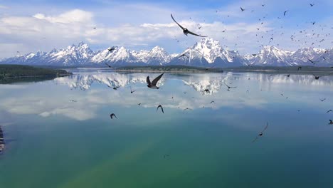 Antenne-4k-Slow-Mo-60fps-Vogelschwarm-Im-Grand-Teton-Nationalpark,-Wyoming,-USA