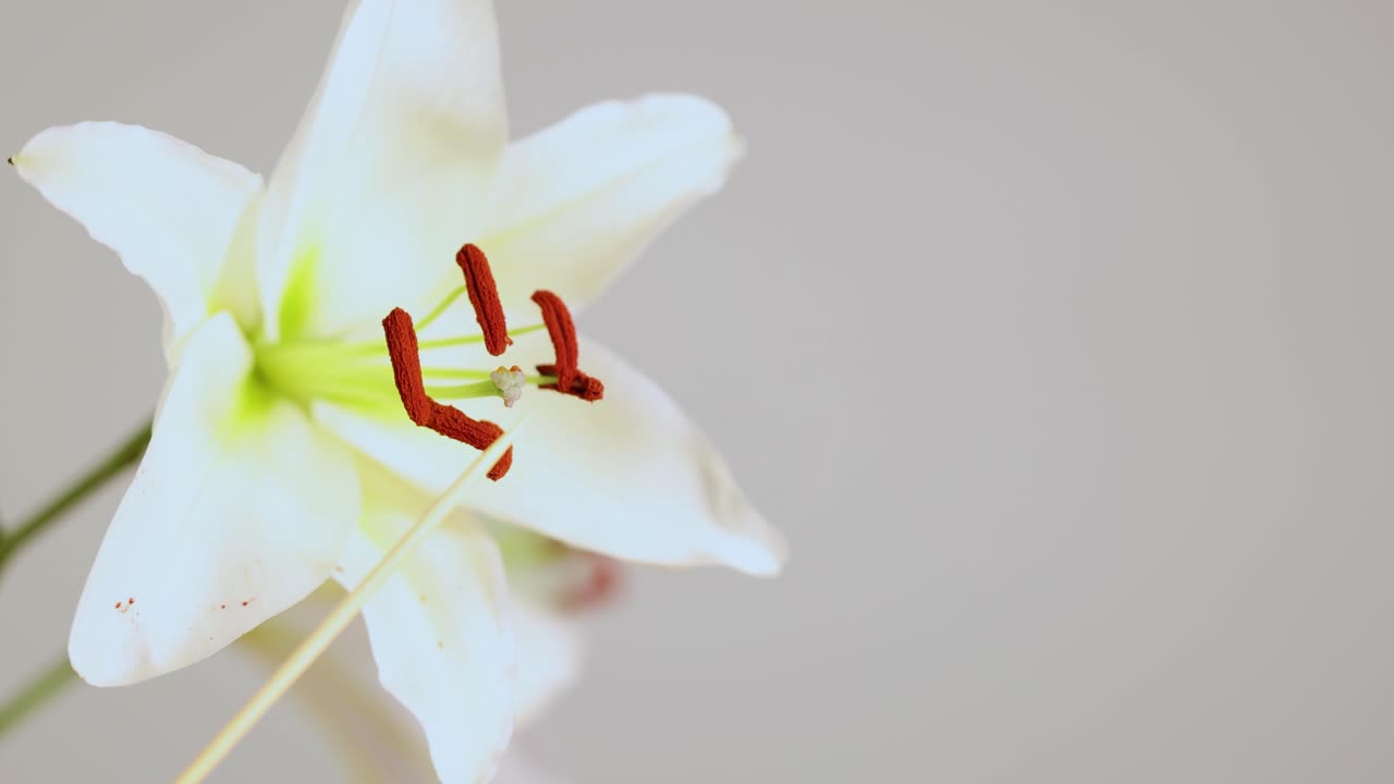 Detailed macro view of a white lily's reproductive parts, highlighting stamens and pistil against a neutral background