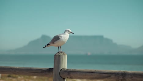 Seagull-is-starting-his-flight-from-a-wooden-fence,-Cape-Town-landscape-visible-in-background