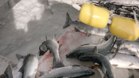 pescado de salmón capturado en la cubierta de un barco de pesca, primer plano de fotograma completo a cámara lenta