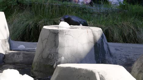 foca interactuando con el medio ambiente en la exposición del zoológico