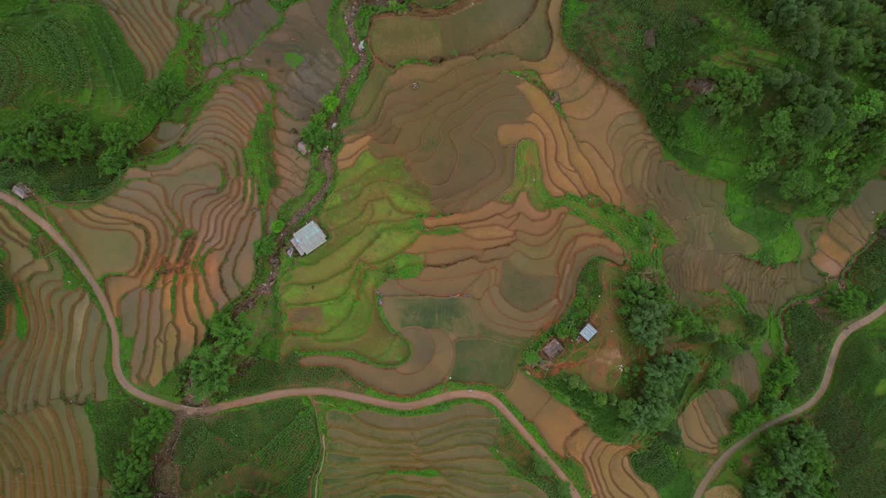 las imágenes de drones capturan un pintoresco campo de arroz con vegetación, campos regados de color marrón, tres casas pequeñas y un camino sinuoso