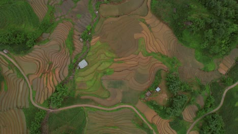 Las-Imágenes-Tomadas-Con-Un-Dron-Capturan-Un-Pintoresco-Campo-De-Arroz-Con-Vegetación,-Campos-Regados-De-Color-Marrón,-Tres-Casas-Pequeñas-Y-Un-Camino-Sinuoso.