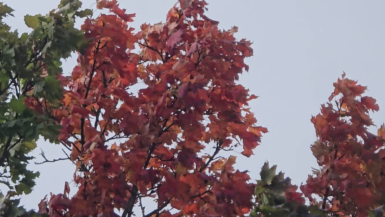 Strong wind moves bright fall leaves on a maple tree – vibrant autumn foliage