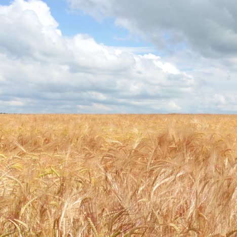 wheat field against a blue sky 4k