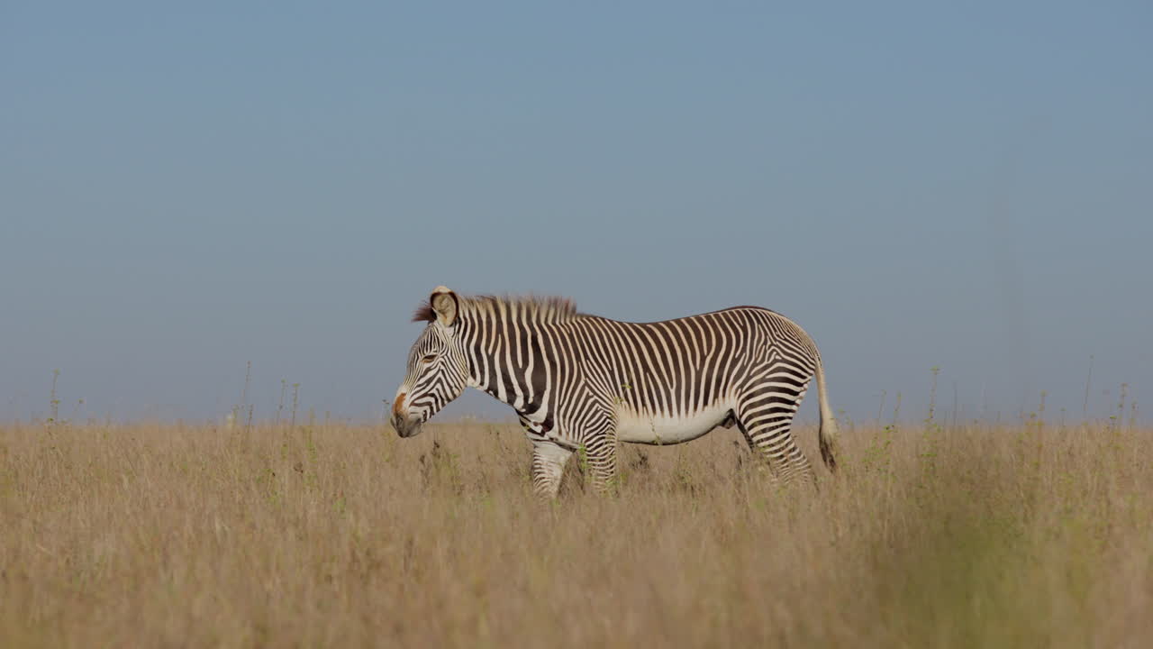 Han-slettezebra går gennem savannen.