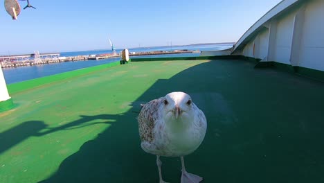 Gaviota-Caspio-En-El-Ferry