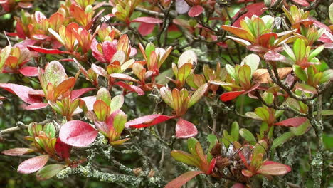 close-up of azalea leaves in autumn