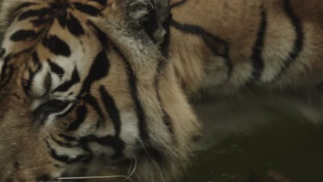 gran tigre raro en el agua, río o lago, bebiendo y refrescándose