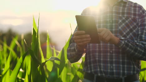 Ein-Männlicher-Bauer-Mit-Einem-Tablet-Bei-Sonnenuntergang-In-Einem-Maisfeld-Untersucht-Die-Pflanzen-Und-Nutzt-Die-Anwendung,-Um-Daten-über-Die-Erfolgreiche-Ernte-Zu-Steuern-Und-Zu-Analysieren.