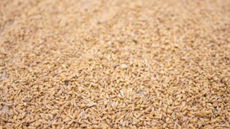 close up shot of barely dry up with some flies land on it ingredient of ethiopian traditional beer