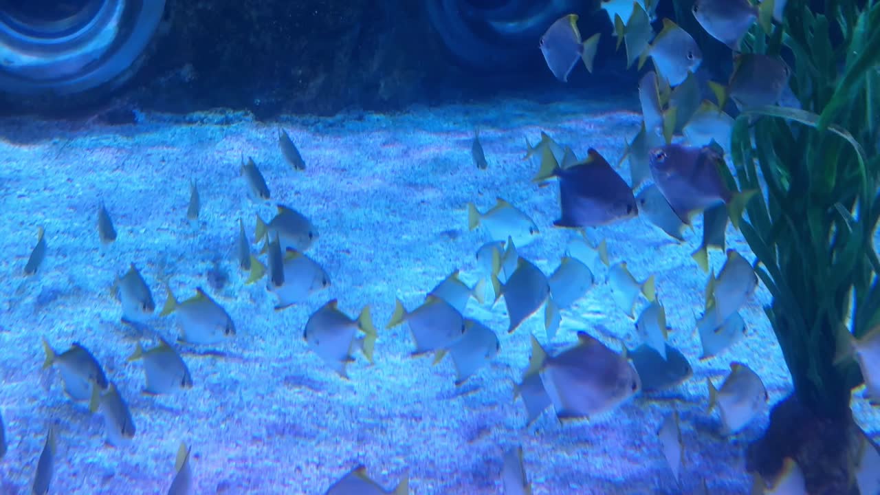 수족관 의 물고기 무리