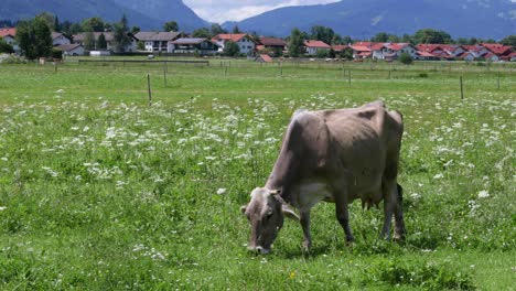 cow pasture on the alps