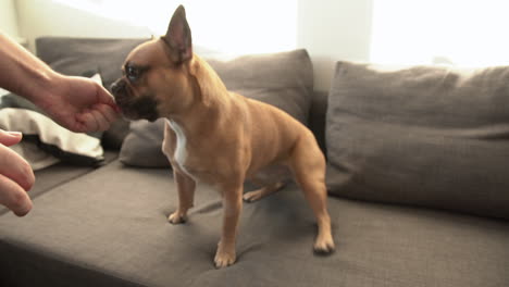 Small-brown-French-Bulldog-pawing-on-the-right-hand-of-a-male-and-giving-high-five-for-some-dog-food-as-reward