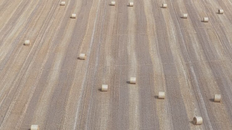 Video aereo di un grande campo agricolo dopo il raccolto, con balle di fieno rotonde uniformemente distanziate sparse nel paesaggio marrone dorato.