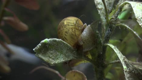 an apple snail moves around underwater