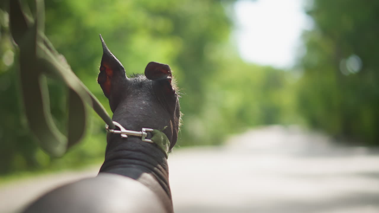 Quiet Hairless Dog Profile On Open Path By Road. Calm Posture With Head Low And Leash Slack, Distant Trees And Soft Light, Evokes Reflective Pet Moment For Lifestyle And Relaxation Projects