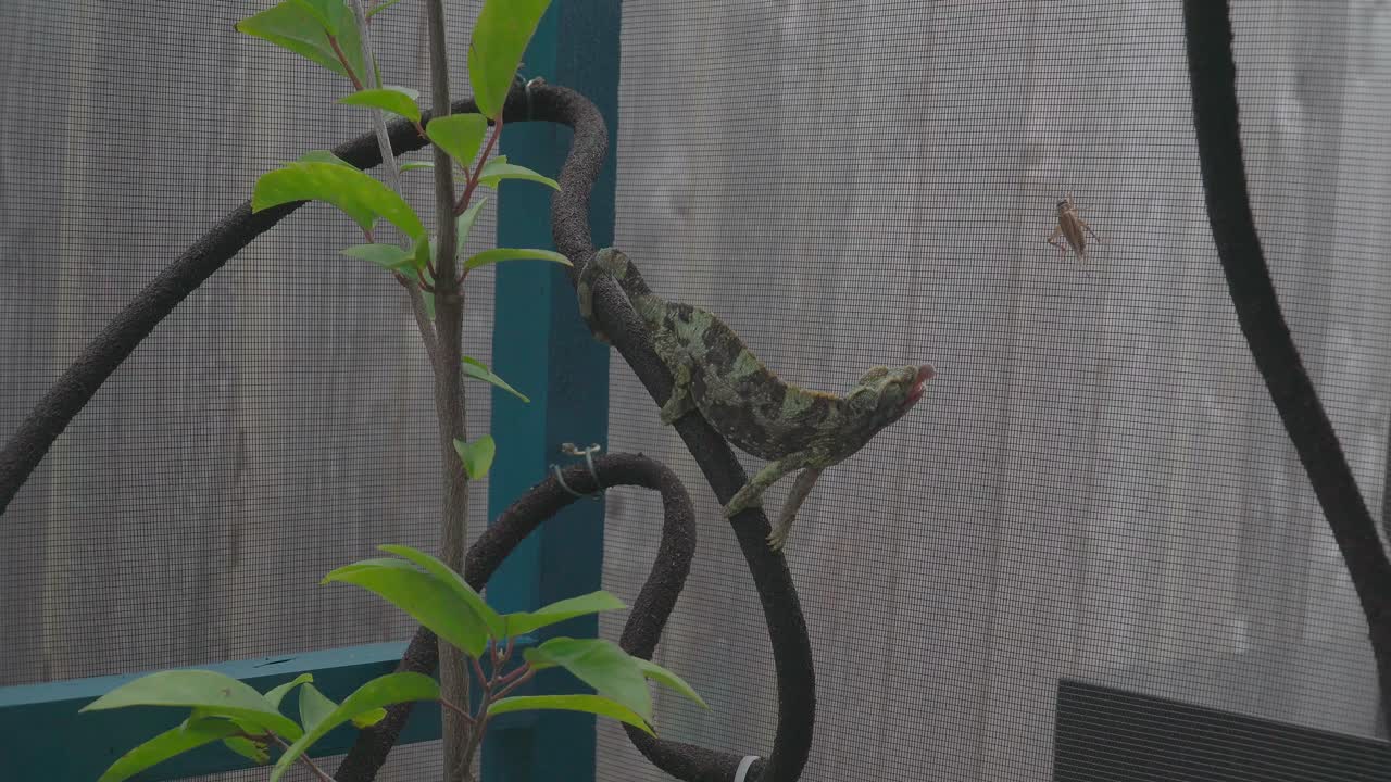 Jackson Chameleon misses a cricket