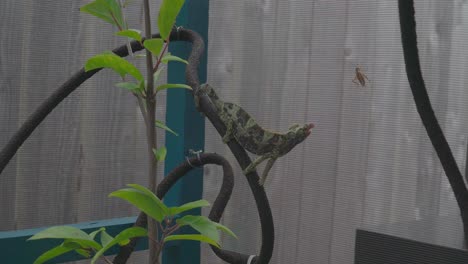 jackson chameleon misses a cricket