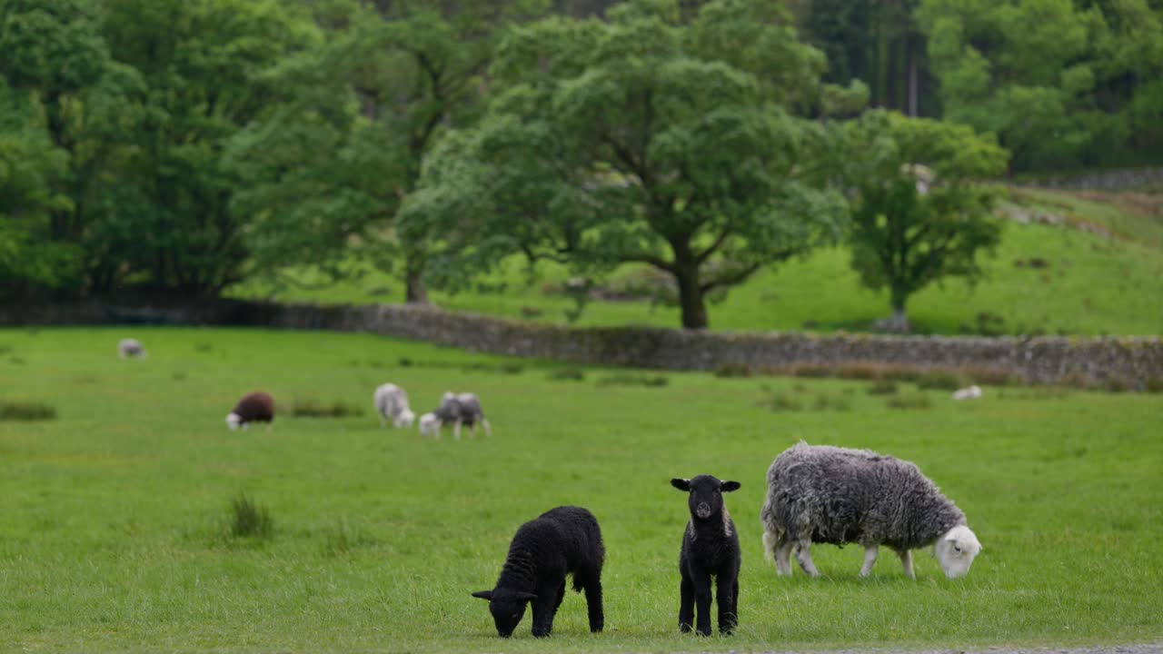 Herdwick lambs at Buttermere, Lake District, Cumbria, UK.