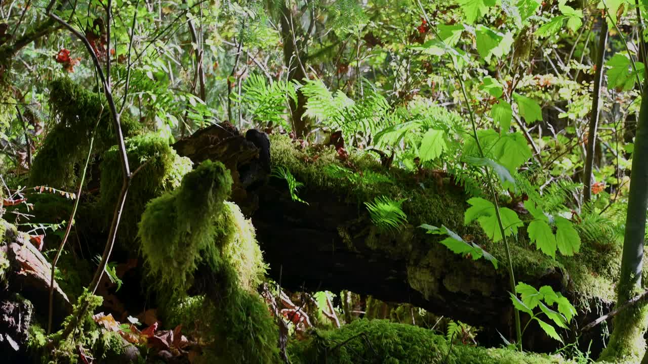 A fallen moss-covered log surrounded by dense green leaves and forest shadows in a wild, untamed woodland