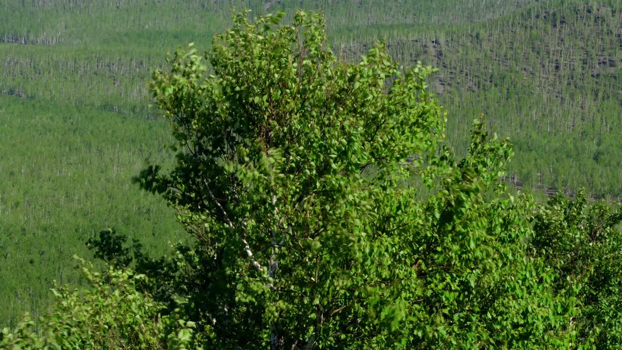 Windswept Birch Tree in a Forest Landscape