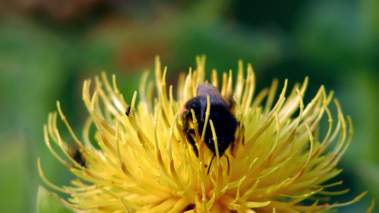 un primer plano macro de un abejorro en una flor amarilla buscando comida y luego volando.