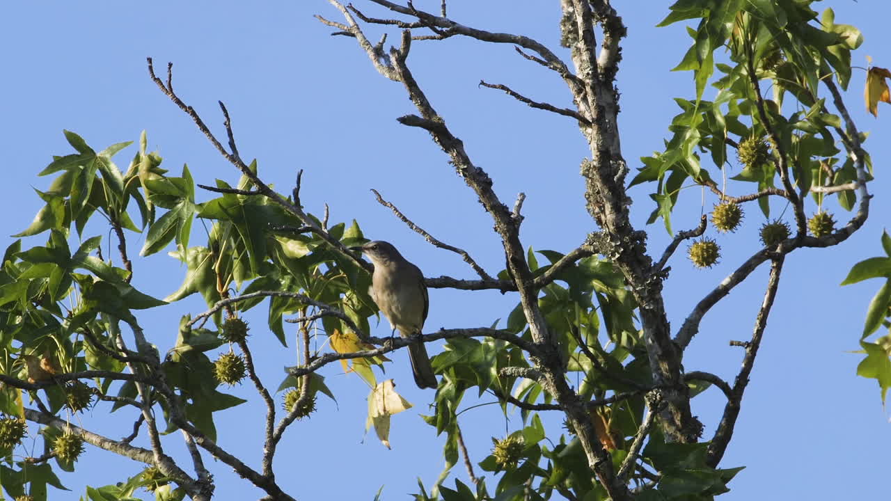 un ruiseñor posado en una pequeña rama por la mañana