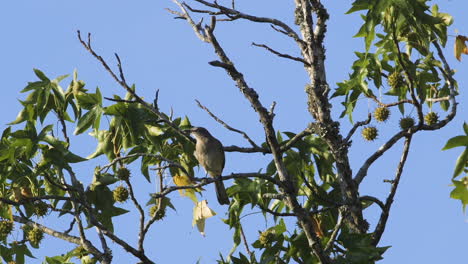 A-mockingbird-perched-on-a-small-branch-in-the-morning