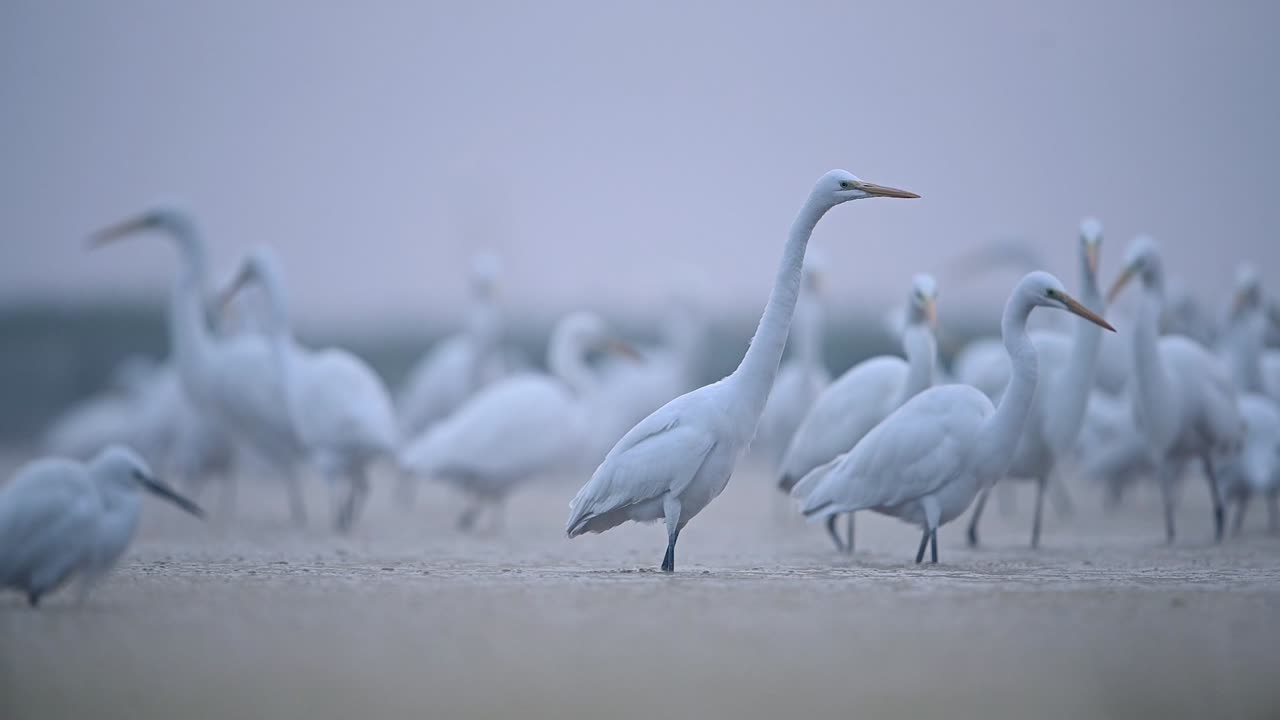 стая птиц утром