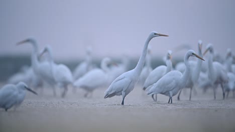 flock of birds in morning