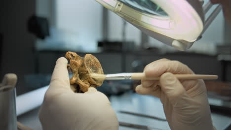 cleaning and examining a vertebra fossil