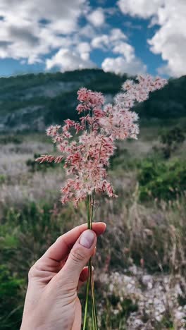 flor rosa en la mano con fondo de montaña