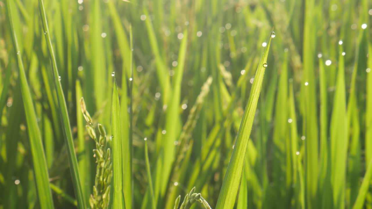 Close up rice leaves with dew in the morning