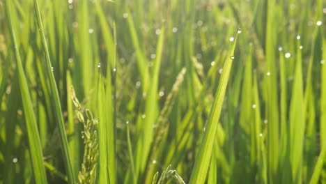 close up rice leaves with dew in the morning
