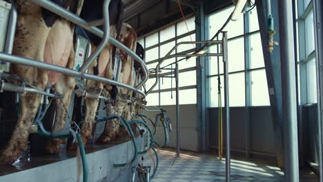 automatic cow milking equipment in modern dairy production facility farmland.