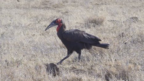 southern ground hornbill walking on african savannah in search of food