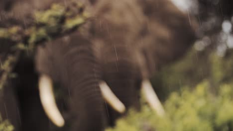 Rain-Raining-on-Elephant-in-Africa,-Extreme-Close-Up-Detail-of-Rain-Drops-African-Elephants-and-Raindrops-Falling-in-Rainy-Season-in-Serengeti-National-Park-in-Tanzania-on-African-Wildlife-Safari