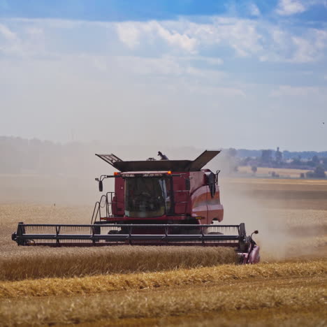 process of cutting wheat spikelets on the field. red combine harvester working in farmland. white dust behind the tractor during harvesting at seasonal works.