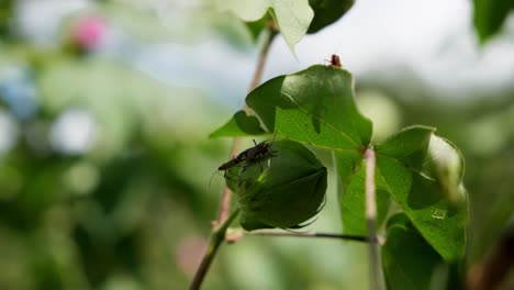 Insekten-Sitzen-An-Sonnigen-Tagen-Auf-Grünen-Baumwollkapseln-Im-Hochland