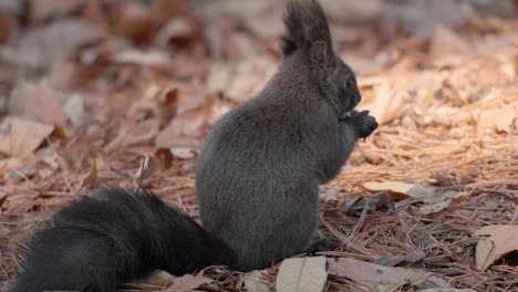 Hokkaido-Eichhörnchen-Frisst-Nuss