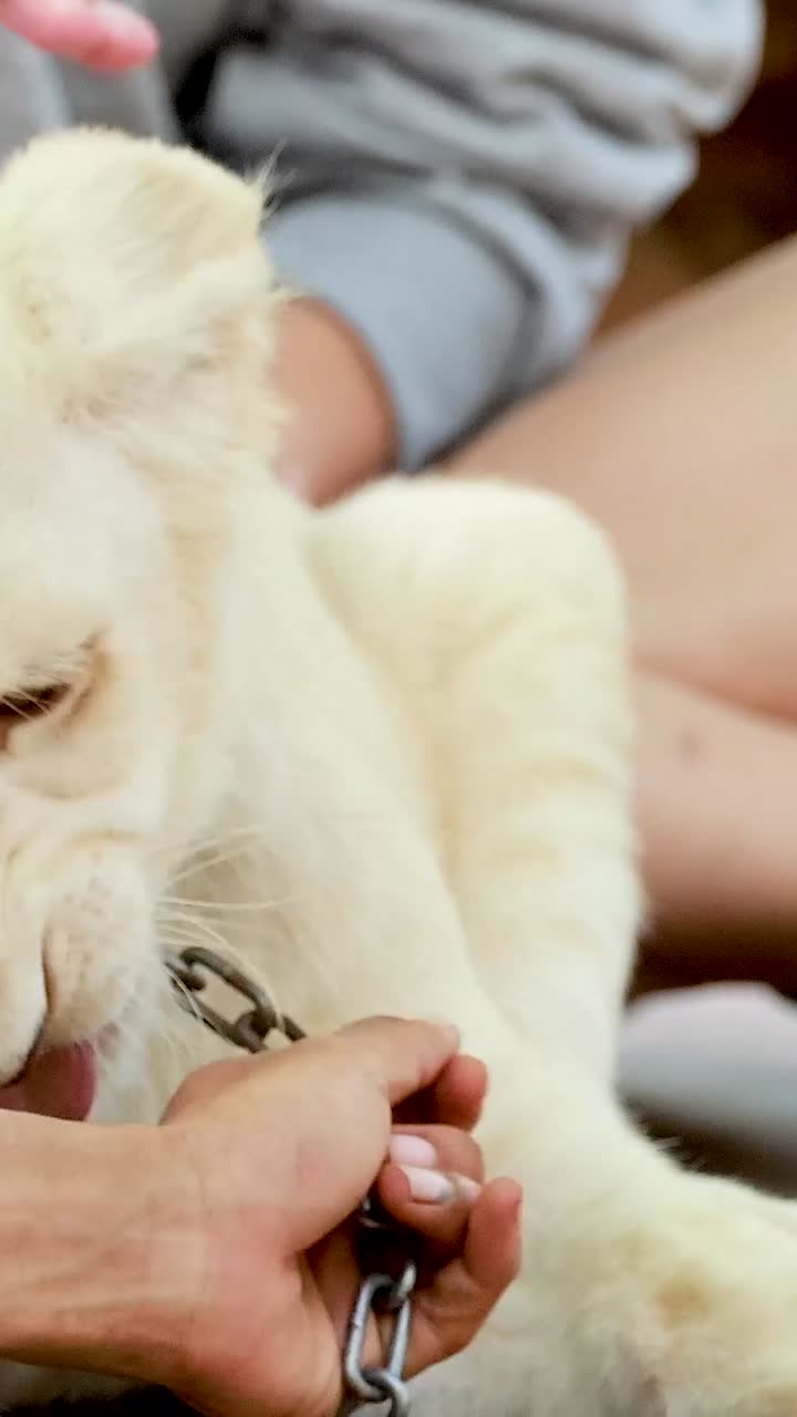 사자 새끼와 부드러운 상호 작용