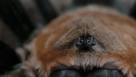 Schwenkaufnahme-Der-Augäpfel-Einer-Vogelspinne-Auf-Einem-Haarigen-Spinnentier