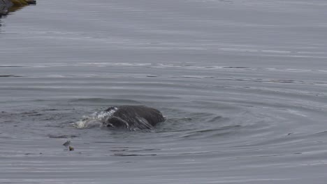 A-Sea-Otter-Rolls-In-Seaweed-To-Keep-From-Floating-Away-In-A-Playful,-Happy-Ocean-Scene