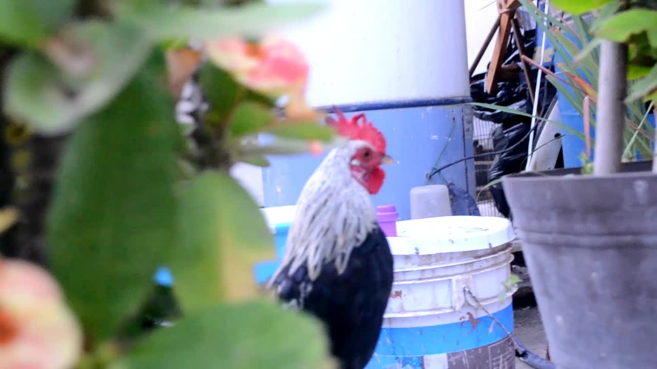 roster , truck right movement